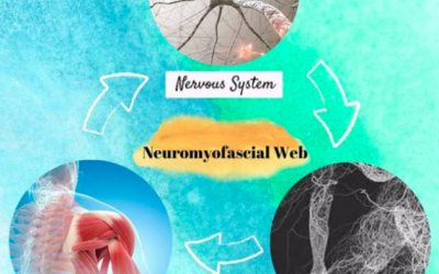 Neuromyofascial Web